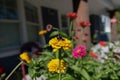 Closeup of a bee pollinating on beautiful flowers in a garden Royalty Free Stock Photo