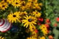 Closeup of a bee pollinating on beautiful flowers in a garden Royalty Free Stock Photo