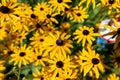 Closeup of a bee pollinating on beautiful flowers in a garden Royalty Free Stock Photo