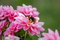 Closeup of a bee pollinating on beautiful pink dahlia flowers Royalty Free Stock Photo