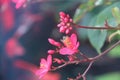 Closeup of a bee pollinating on beautiful pink flowers in a garden Royalty Free Stock Photo