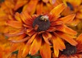 Closeup of a bee pollinating a Cherokee Sunset Rudbeckia flower