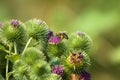 Closeup of bee pollinating lesser burdock bud with green blurred background Royalty Free Stock Photo