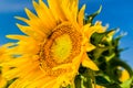 Closeup of a bee pollinating sunflower Royalty Free Stock Photo