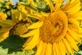 Closeup of a bee pollinating sunflower Royalty Free Stock Photo