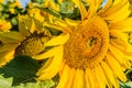 Closeup of a bee pollinating sunflower Royalty Free Stock Photo