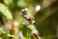 Closeup of bee pollinating water mint flower with selective focus on foreground Royalty Free Stock Photo