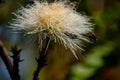 Closeup of a bee pollinating a white calliandra against the blurry background of green leaves Royalty Free Stock Photo