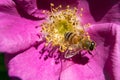 Closeup bee on purple rose flower Royalty Free Stock Photo