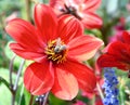 Closeup of a bee on red flower of dahlia mignon, beautiful plant with yellow and black center, nature, insect Royalty Free Stock Photo