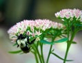 Bee on Autumn Joy Sedum flower. Closeup. Royalty Free Stock Photo