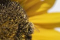 Closeup of a bee sitting on a sunflower Royalty Free Stock Photo