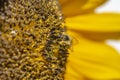 Closeup of a bee sitting on a sunflower and covered with pollen Royalty Free Stock Photo