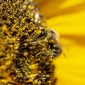 A bee sitting on a sunflower and covered with pollen all over Royalty Free Stock Photo