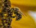 Closeup of a bee sitting on a sunflower and covered with pollen Royalty Free Stock Photo