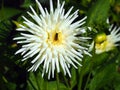 Closeup of a bee on a spiky white Semi-Cactus Dahlia Royalty Free Stock Photo