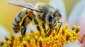 Closeup of a bee struggling to pollinate a flower its tiny body visibly weakened and struggling due to the toxicity of