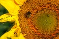 Closeup of Bee on Sunflower Royalty Free Stock Photo