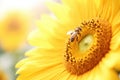 closeup of a bee on a sunflower Royalty Free Stock Photo