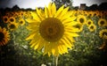 Closeup of a bee on a sunflower in a field under the sunlight with a blurry background Royalty Free Stock Photo