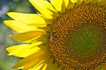 Closeup of a bee on a sunflower in a field under the sunlight - perfect for wallpapers Royalty Free Stock Photo