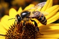 Closeup bee on sunflower, natures pollination captured Royalty Free Stock Photo