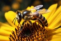 Closeup bee on sunflower, natures pollination captured Royalty Free Stock Photo