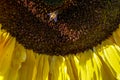 Closeup of bee on sunflower Royalty Free Stock Photo