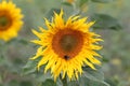 Closeup of a bee on a sunflower under the sunlight with a blurry background Royalty Free Stock Photo