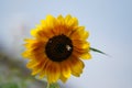 Closeup of a bee on a sunflower under the sunlight with a blurry background Royalty Free Stock Photo