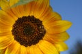 Closeup of a bee on a sunflower under the sunlight with a blurry background Royalty Free Stock Photo