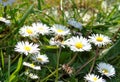 Closeup of a bee on a white daisy with yellow center in a green meadow, nature, flower, garden, insect Royalty Free Stock Photo