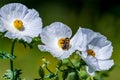 Closeup of a Bee on a White Prickly Poppy Wildflower Blossom in