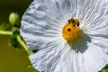 Closeup of a Bee on a White Prickly Poppy Wildflower Blossom in