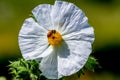 Closeup of a Bee on a White Prickly Poppy Wildflower Blossom in