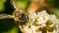 Closeup of bee at work on white clover flower collecting pollen A four leaves clover Royalty Free Stock Photo