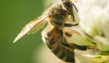 Closeup of bee at work on white clover flower collecting pollen A four leaves clover Royalty Free Stock Photo