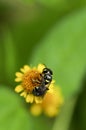 Closeup bee on yellow flower Royalty Free Stock Photo