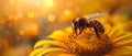 Closeup of bee on yellow flower highlighting pollination process. Concept Macro Photography, Nature Royalty Free Stock Photo