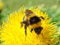 Closeup of a bee on a yelow flower