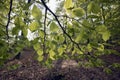 Closeup beech leaves Royalty Free Stock Photo