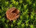 Closeup of a beechnut shell on the green moss under the sunlight