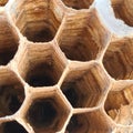 Closeup of beehive with hexagonal cells and patterns Royalty Free Stock Photo