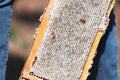 Closeup of a beehive honeycomb with sticky golden honey and a few industrious bees buzzing around