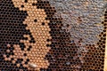 Closeup of a beehive honeycomb with sticky golden honey and a few industrious bees buzzing around