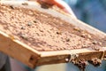 Closeup of a beehive honeycomb with sticky golden honey and a few industrious bees buzzing around