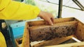 Closeup of beekeeper examining ang cleaning wooden frames in beehive in apiary