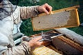 Closeup of beekeeper holding a honeycomb. Beekeeper in protective workwear inspecting honeycomb frame at apiary. Beekeeping