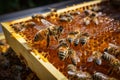 Closeup beekeeper with honeycomb frame, bees crafting liquid gold, a symbiotic dance