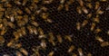 Closeup Bees Beehive